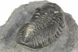 Detailed Austerops Trilobite - Nice Eye Facets #312788-4